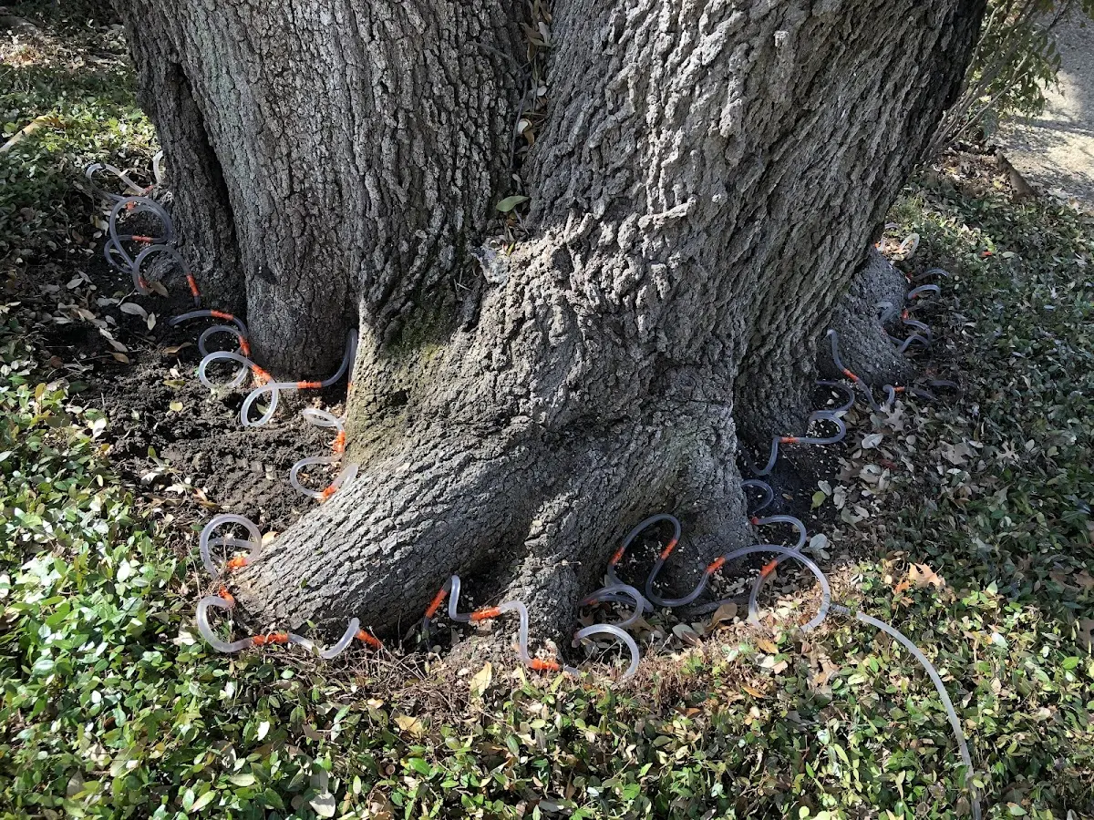 Detailed Tree Cabling and Bracing job site in Evadale