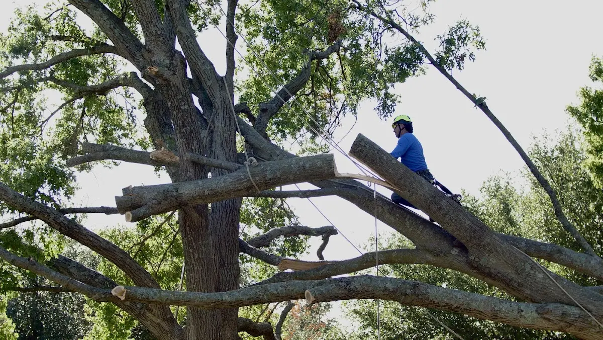 Professional Hazardous Tree Removal performed by certified arborists in Evadale